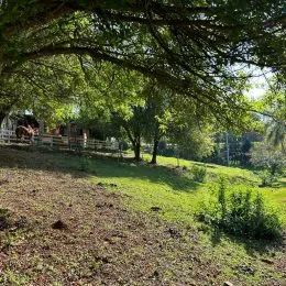 Vista de uma colina gramada com vegetação e árvores na propriedade.