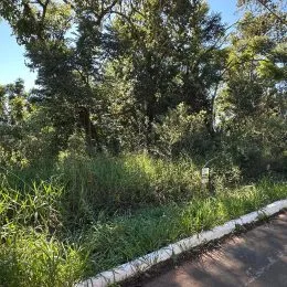 Vista da vegetação densa ao longo de um caminho.