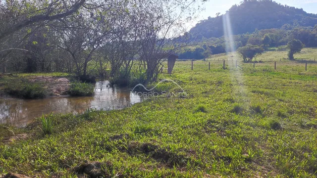 Paisagem de campo com grama verde e vegetação densa sob luz solar.
