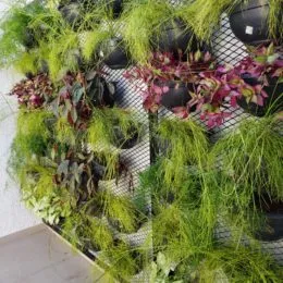 Foto de um jardim denso com muitas plantas verdes em uma área externa.