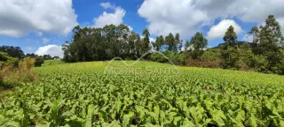 Vista de um campo de vegetação verde em uma propriedade em Lajeado.