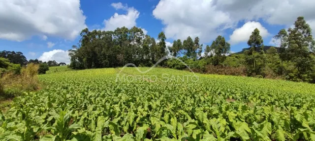 Vista de um campo de vegetação verde em uma propriedade em Lajeado.