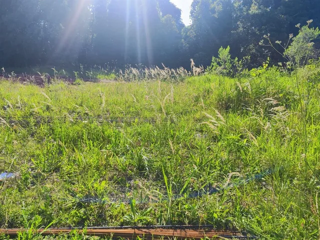 Terreno, foto 5