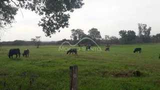 Campo gramado com árvores ao fundo e cerca de madeira no primeiro plano.