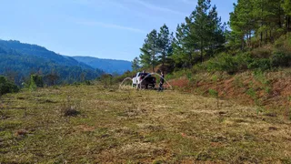 Vista de um campo aberto com vegetação e árvores ao fundo em Lajeado.