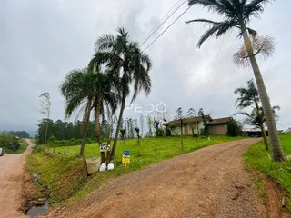 Vista de uma estrada de terra em uma área gramada com palmeiras
