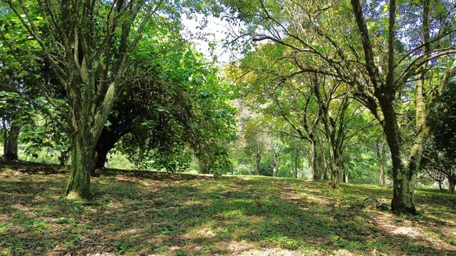 Área rural com 2 dormitórios, foto 5