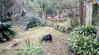 Vista externa de um terreno com vegetação e galinhas no fundo.