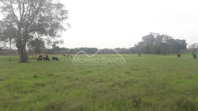 Vista de um campo aberto com vegetação e árvores.