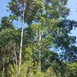 Área rural, foto 15