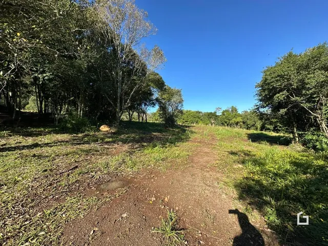 Um caminho de terra atravessa uma área de vegetação densa sob um céu azul.