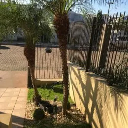 Vista externa de um jardim com palmeiras e cerca.