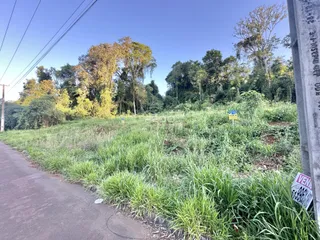 Paisagem de vegetação ao longo de uma estrada.