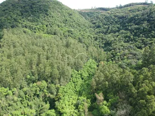 Vista aérea de uma paisagem de mata densa em colinas.