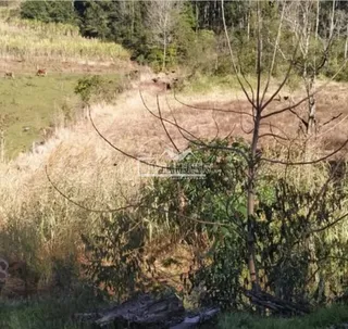 Vista de uma área de campo com vegetação seca e árvores no fundo.