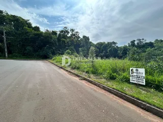 Vista da estrada ao lado de uma área verde densa.
