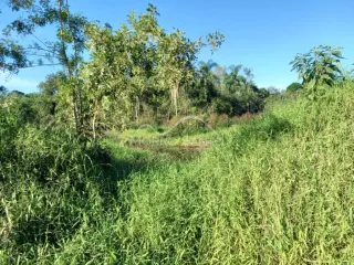 Vista de vegetação densa com árvores em uma área externa.