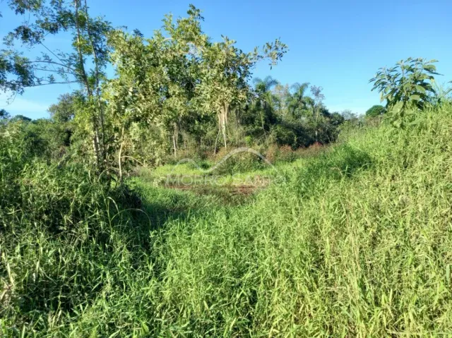 Vista de vegetação densa com árvores em uma área externa.