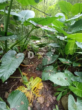 Área rural com 3 dormitórios, foto 25