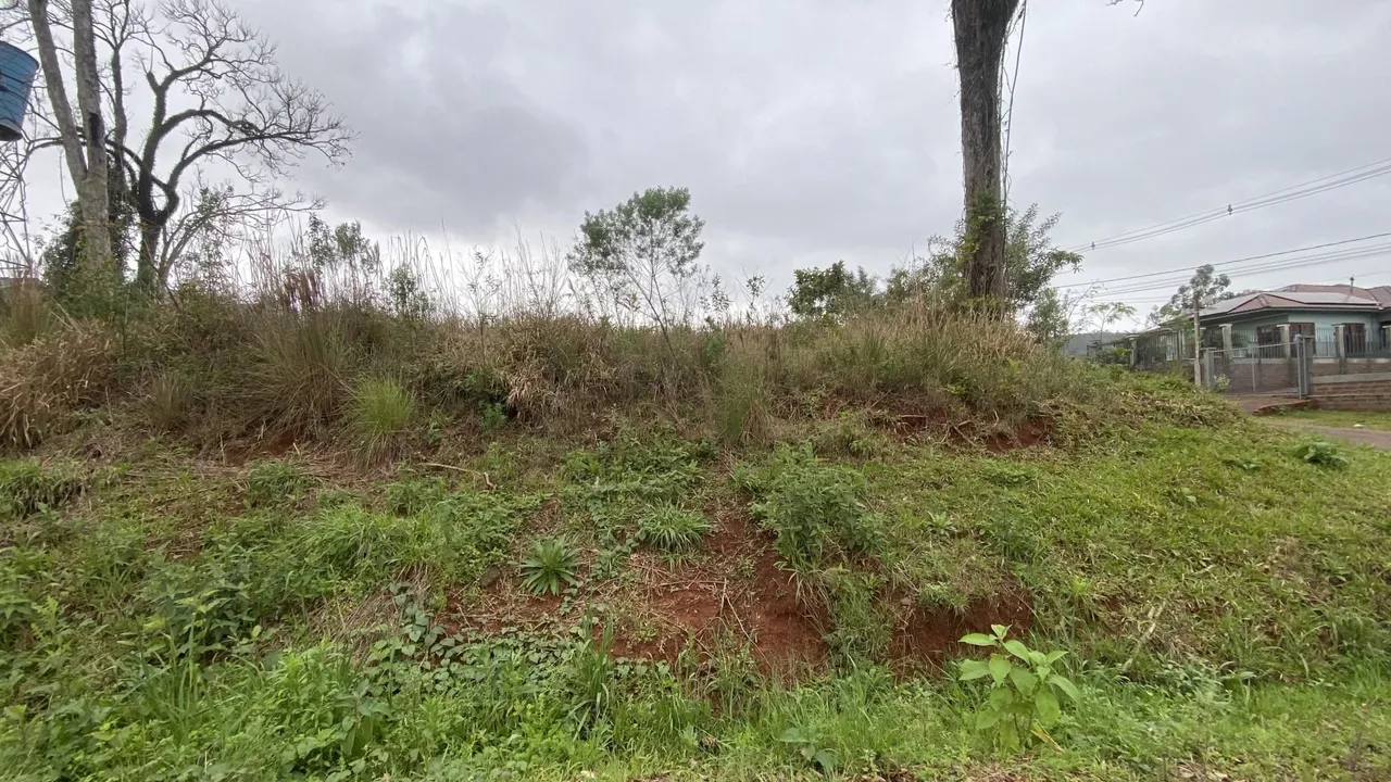 Paisagem externa com vegetação densa e grama no terreno.
