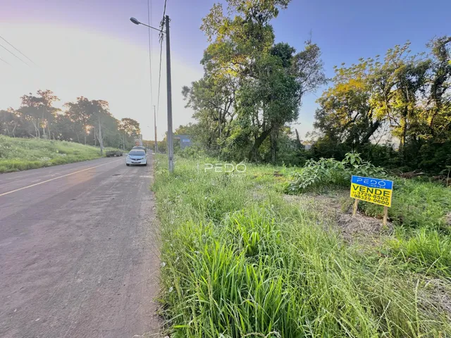 Vista da estrada com vegetação alta ao lado.