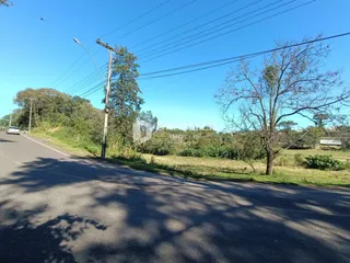 Vista da estrada com vegetação e árvores ao longo da via.
