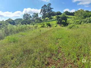 Paisagem de campo verde com vegetação densa ao fundo.