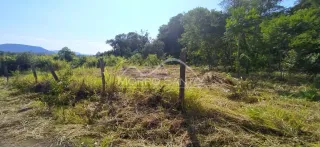 Foto de um terreno aberto com vegetação seca e grama alta.