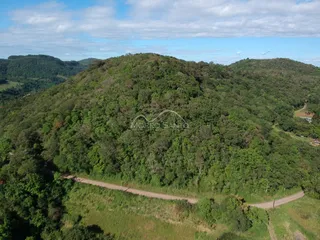 Vista aérea de uma colina densamente arborizada com uma estrada de terra.