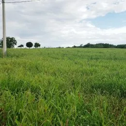 Área rural, foto 14