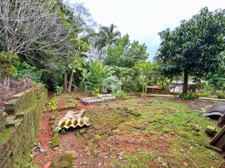 Vista de um terreno com vegetação densa e muro de pedra.