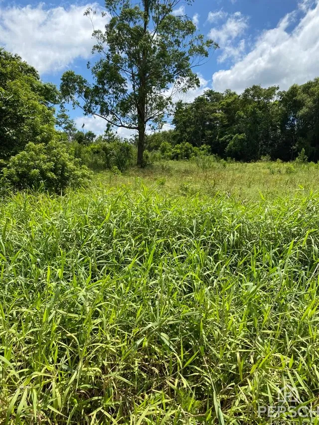 Vista externa mostrando um campo de grama alta e vegetação densa.
