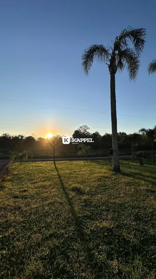 Campo gramado com uma palmeira sob um céu ao pôr do sol.