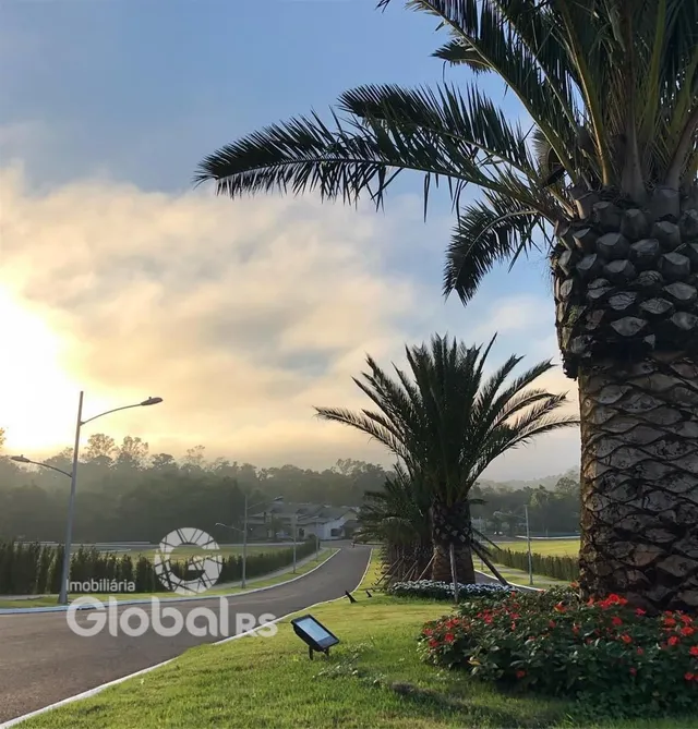 Vista da paisagem com palmeiras e estrada em Lajeado.