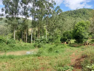 Vista de uma área de mata com um riacho em Lajeado, Brasil.