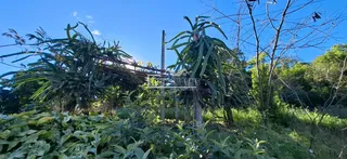 Vista externa de vegetação densa em uma propriedade.