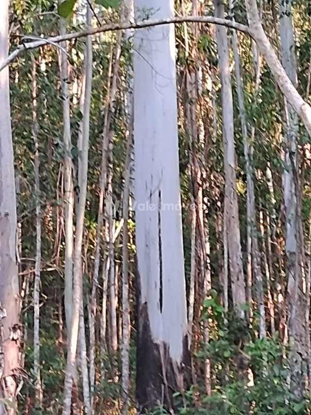 Área rural, foto 2