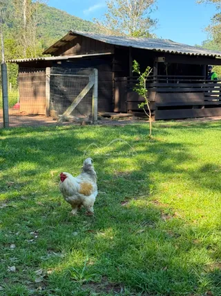 Foto externa mostrando uma galinha em um gramado verde em frente a uma estrutura de madeira.