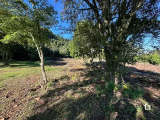 Paisagem de terreno com vegetação e árvores no fundo.