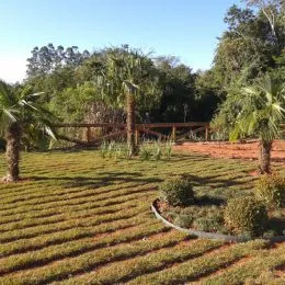 Vista de um campo aberto com vegetação e plantações em uma propriedade.