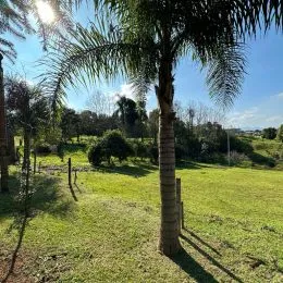 Vista de um campo verde com vegetação e palmeiras em Lajeado.