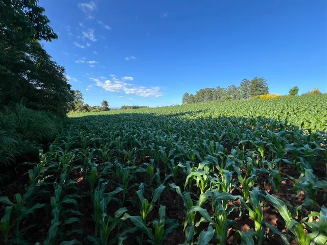 Área rural, foto 4