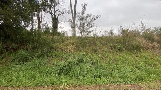 Vegetação alta e grama densa cobrem a área externa da propriedade.
