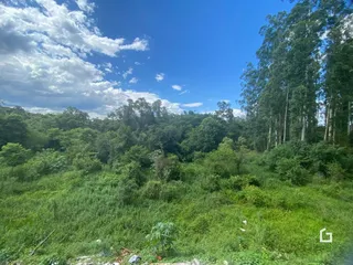Paisagem de vegetação densa sob um céu azul.