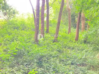 Terreno, foto 14