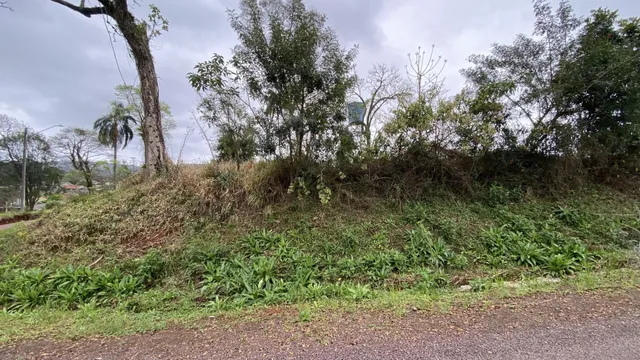 Vista de uma encosta com vegetação densa e árvores ao lado de uma estrada.