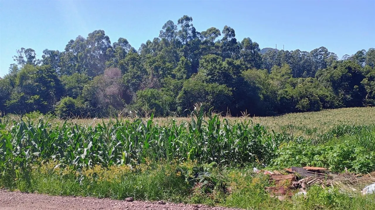 Terreno, foto 1