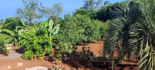 Paisagem externa com vegetação densa e solo avermelhado.