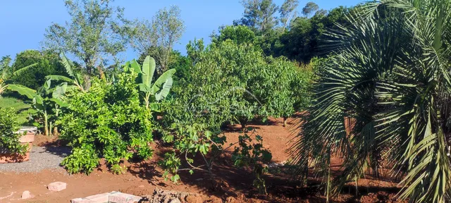 Paisagem externa com vegetação densa e solo avermelhado.