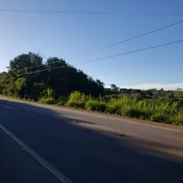 Vista de uma rua com vegetação ao lado.